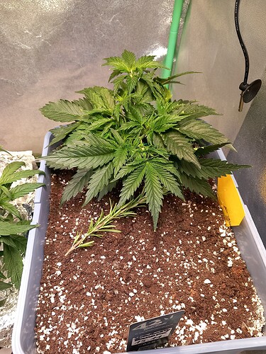 Growreport Bild 1
