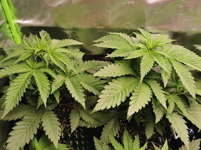 Growreport Bild 1