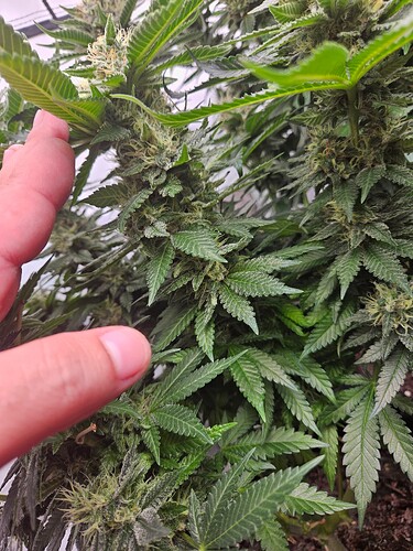 Growreport Bild 6