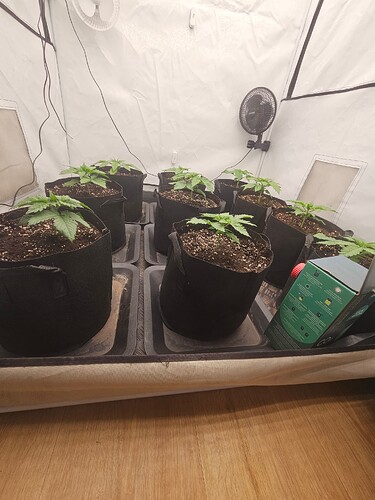 Growreport Bild 6