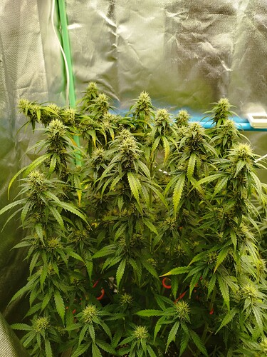 Growreport Bild 5