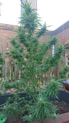 Growreport Bild 19