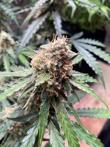 Growreport Bild 78