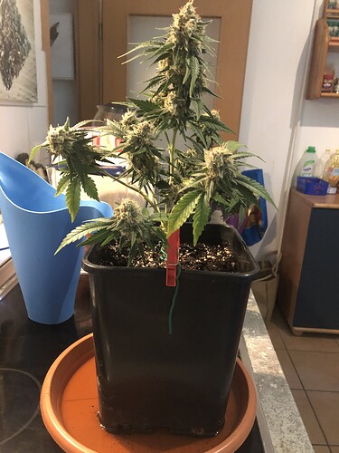 Growreport Bild 13
