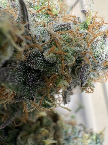 Growreport Bild 11