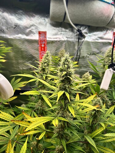 Growreport Bild 15