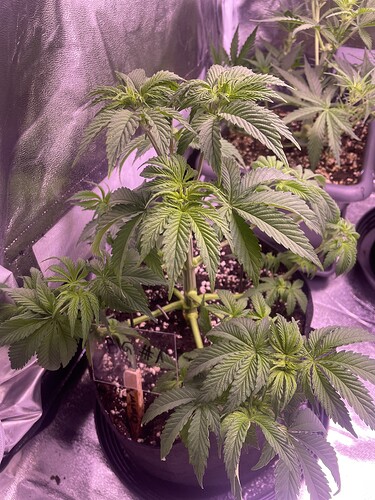 Growreport Bild 3