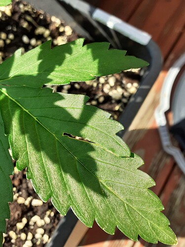 Growreport Bild 29