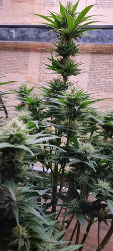 Growreport Bild 6