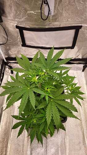 Growreport Bild 6