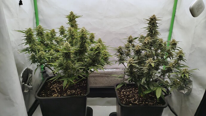 Zwei Cannabis-Pflanzen in einem Growzelt, links Bruce Banner und rechts Mandarine XL, in der Blütephase.
