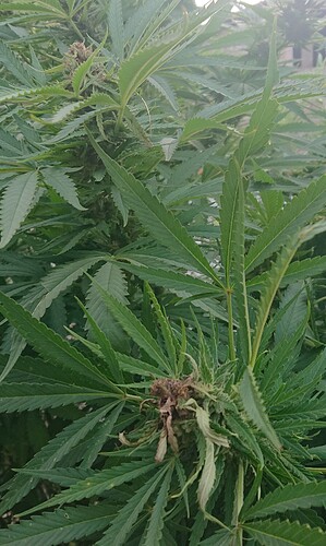 Growreport Bild 6