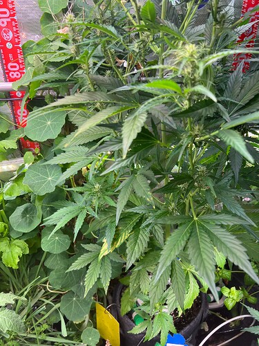 Growreport Bild 48