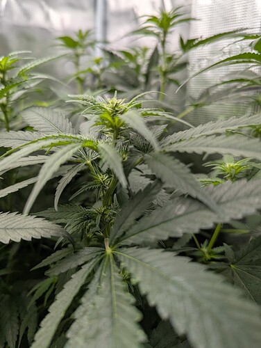 PXL_20250710_180835670.MP