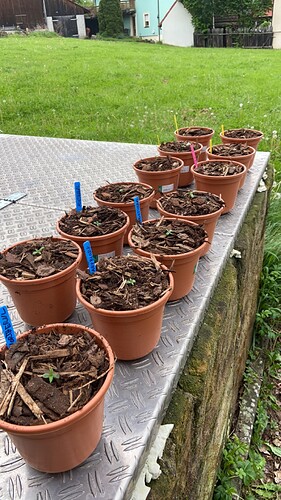 Growreport Bild 4