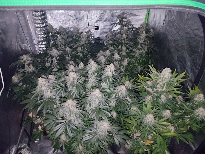 Growreport Bild 117