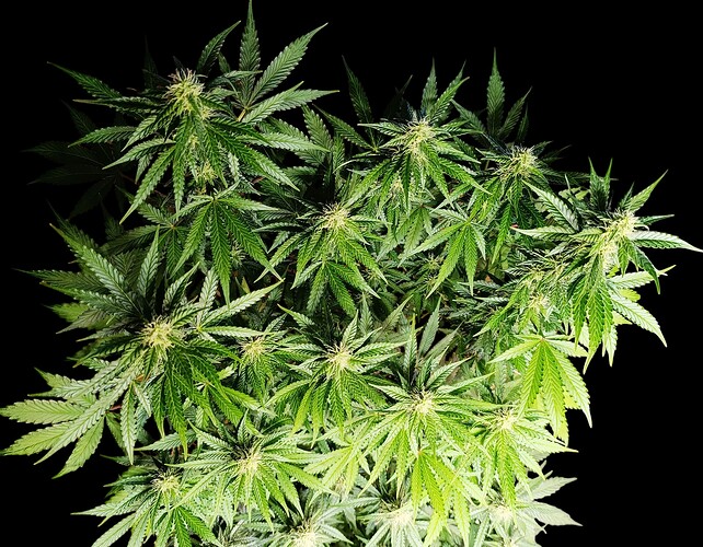 Growreport Bild 6