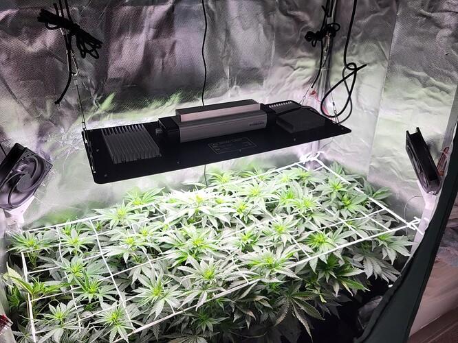 Growreport Bild 1