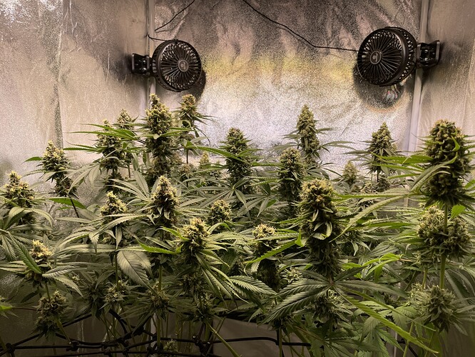 Growreport Bild 2