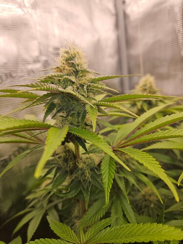 Growreport Bild 10