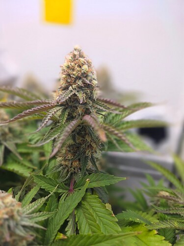 Growreport Bild 2