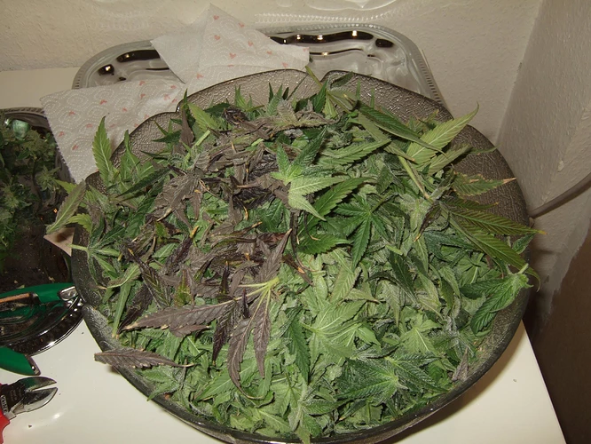 Growreport Bild 5