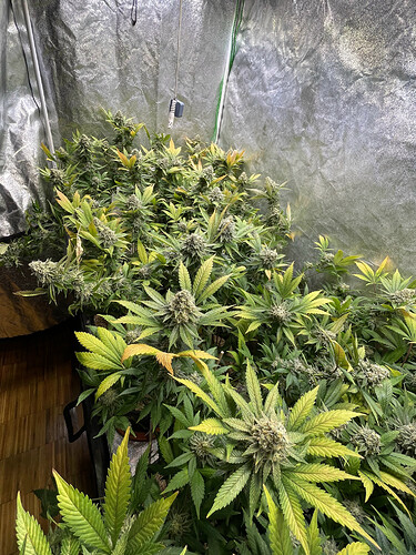 Growreport Bild 2