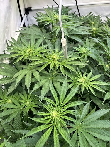 Growreport Bild 3
