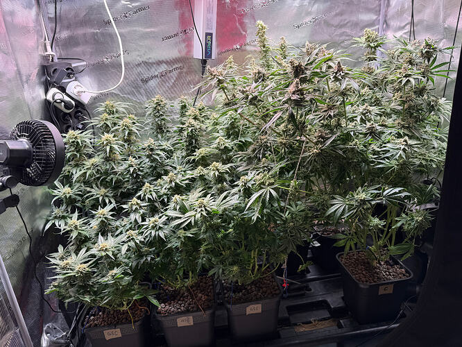 Growreport Bild 55