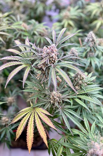 Growreport Bild 2