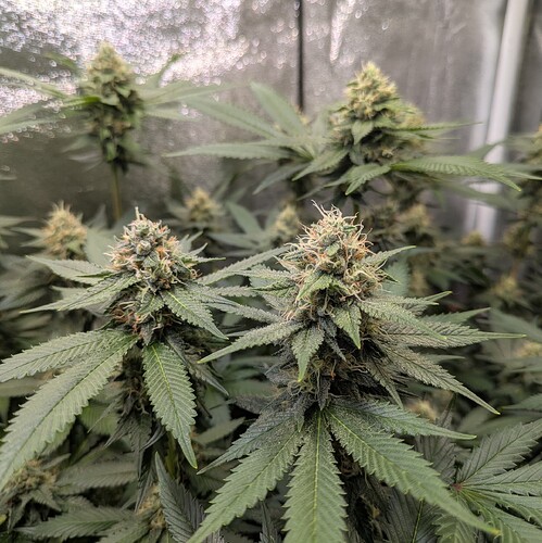 Growreport Bild 13