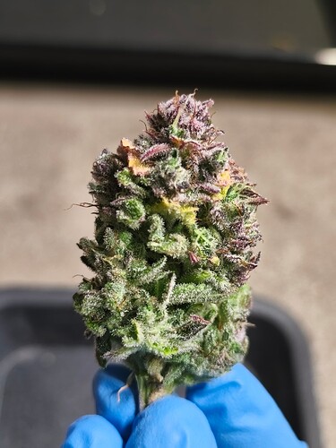 Growreport Bild 4