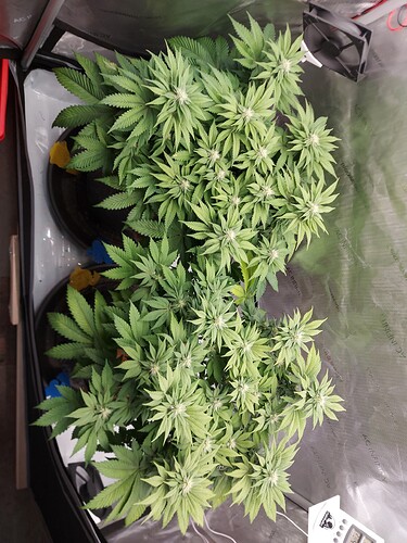 Growreport Bild 1