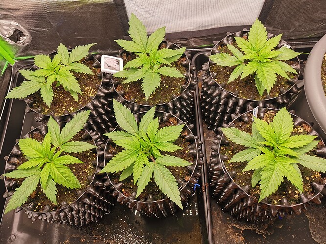 Growreport Bild 2