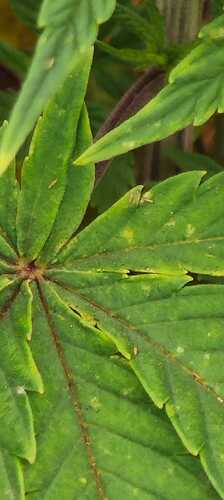 Growreport Bild 21