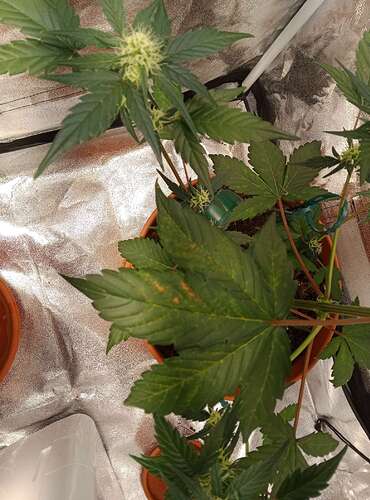 Compress_20240606_193725_5680