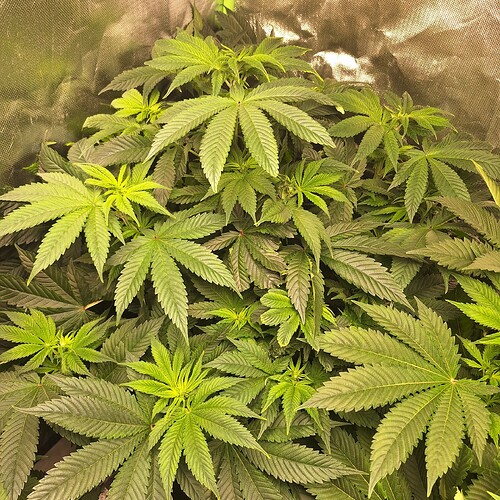 Mehrere große Cannabispflanzen mit breiten, grünen Blättern, die dicht beieinander stehen und einen Großteil des Bildes ausfüllen. Die Pflanzen scheinen sich in der Wachstumsphase zu befinden.