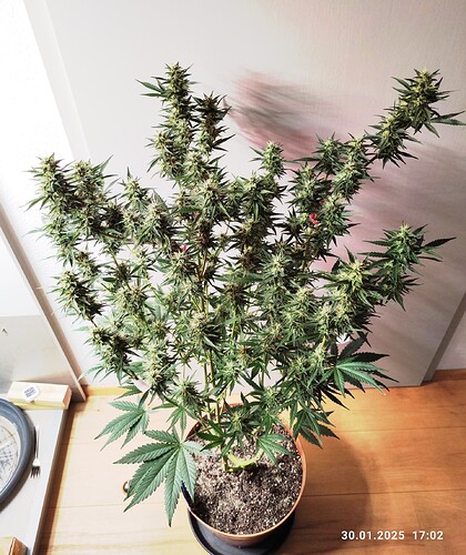 Growreport Bild 30