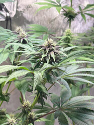 Growreport Bild 2