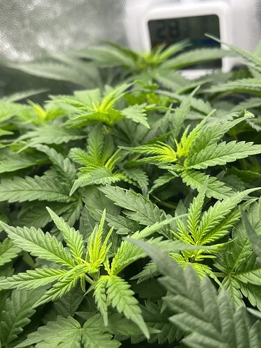 Growreport Bild 3