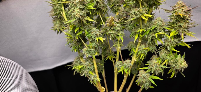 Growreport Bild 31