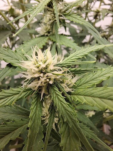 Growreport Bild 119