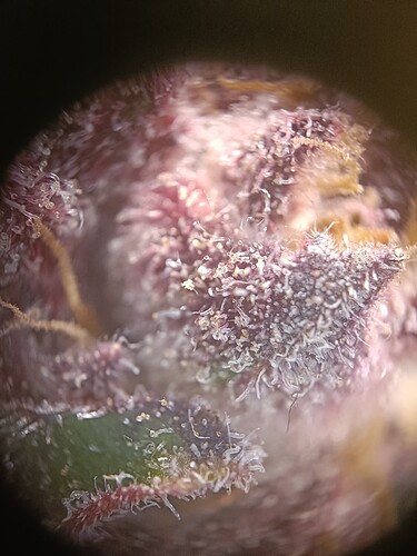 Growreport Bild 2