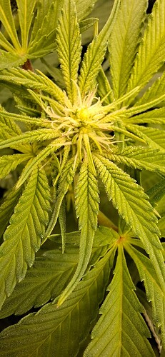 Growreport Bild 9