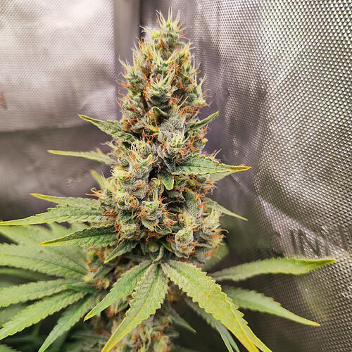 Growreport Bild 8