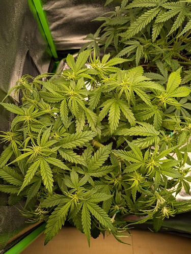 Growreport Bild 41