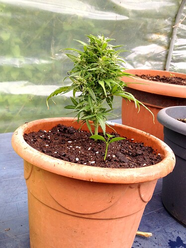 Growreport Bild 25