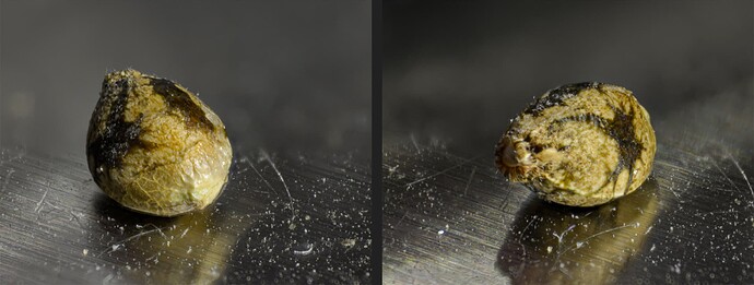 First seed 24.8 Ende August