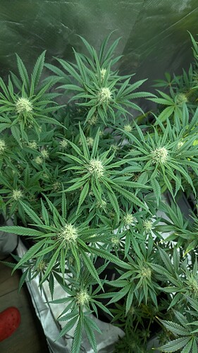 Growreport Bild 10
