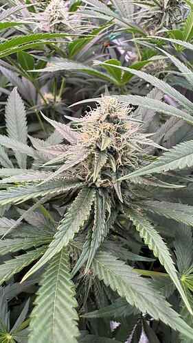 Growreport Bild 9